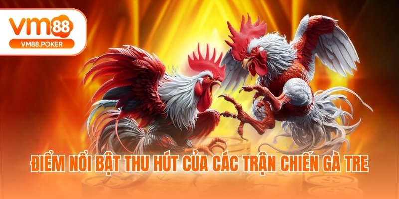 Điểm nổi bật thu hút của các trận chiến gà tre