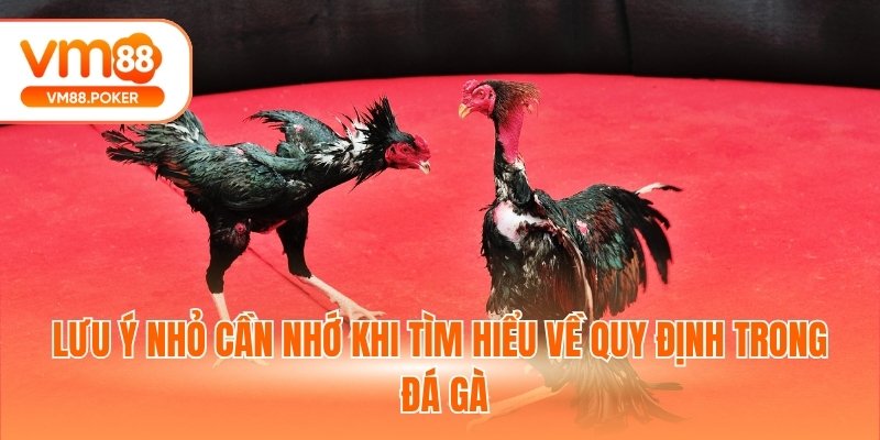 Lưu ý nhỏ cần nhớ khi tìm hiểu về quy định trong đá gà