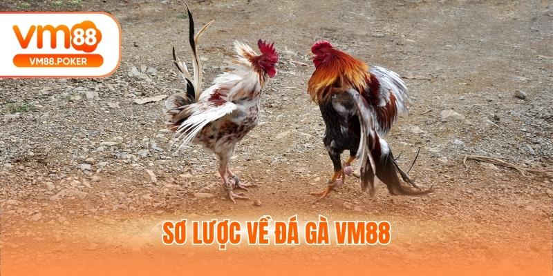 Sơ lược về đá gà VM88